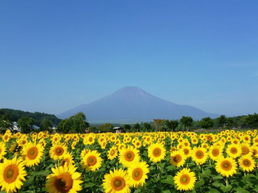 写真：山中湖花の都公園